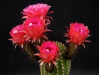 Thumbnail of 1606_Trichocereus spec._20140509_01(1).JPG